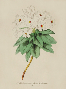 Rhododendron Jasminiflorum