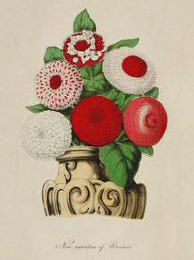 New Varieties Of Daisies