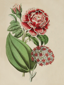 Narcisse De Salvandy Rose, Hoya Purpureo-Fusca Narcisse De Salvandy Rose, Hoya Purpureo-Fusca