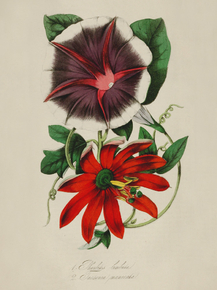 Pharbitis Limbata, Tacsonia Manicata