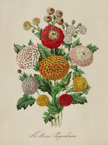 Chrysanthemum Indicum Minimum