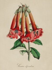 Cantua Dependens