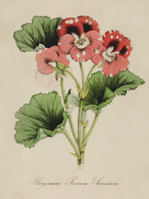 Pelargonium Rosea Striatum