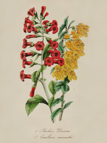 Berberis Darwinii, Escallonia Macrantha