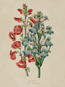 Pentstemon Wrightii, Pentstemon Cvananthus