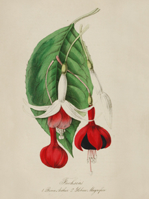 Fuchsia Prince Arthur, Fuchsia Globosa Magintfica Fuchsia Prince Arthur, Fuchsia Globosa Magintfica