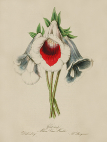 Gloxinias