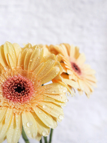 Gerbera | Герберы
