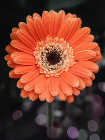Gerbera | Герберы
