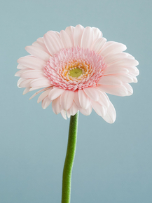 Gerbera | Герберы