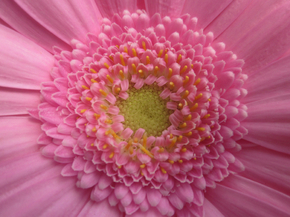 Gerbera | Герберы
