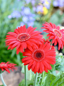 Gerbera | Герберы