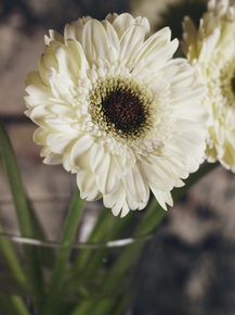 Gerbera | Герберы