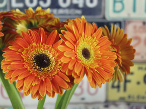 Gerbera | Герберы