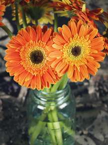 Gerbera | Герберы