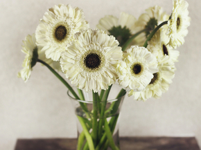 Gerbera | Герберы