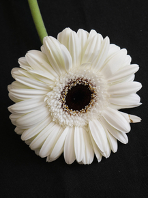 Gerbera | Герберы