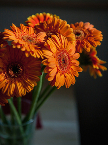 Gerbera | Герберы