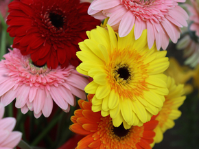 Gerbera | Герберы