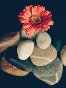 Gerbera | Герберы