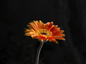 Gerbera | Герберы