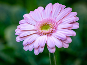Gerbera | Герберы