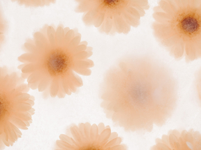 Gerbera | Герберы