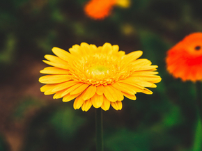 Gerbera | Герберы