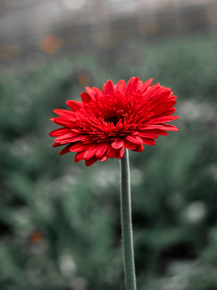 Gerbera | Герберы