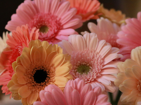 Gerbera | Герберы