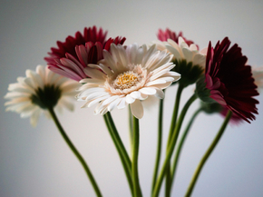 Gerbera | Герберы