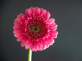 Gerbera | Герберы