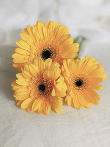 Gerbera | Герберы