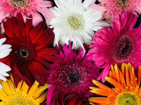 Gerbera | Герберы