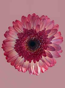 Gerbera | Герберы