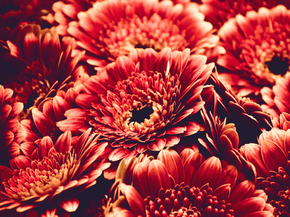 Gerbera | Герберы