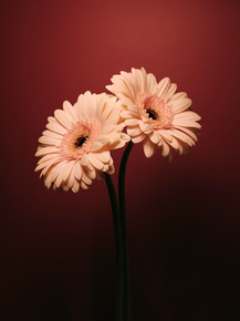 Gerbera | Герберы