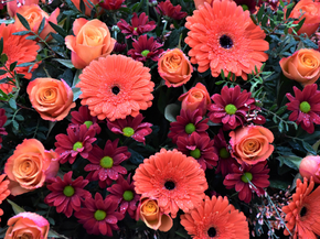 Gerbera | Герберы