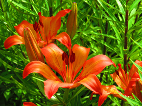 Lilies | Лилии