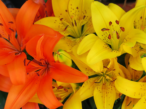 Lilies | Лилии