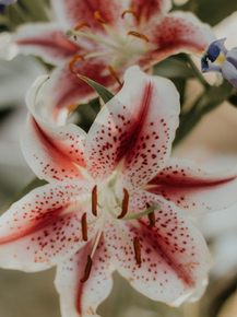 Lilies | Лилии