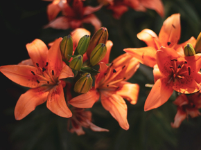 Lilies | Лилии