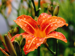Lilies | Лилии