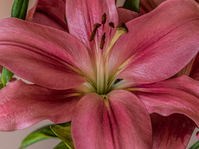 Lilies | Лилии