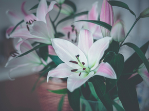 Lilies | Лилии