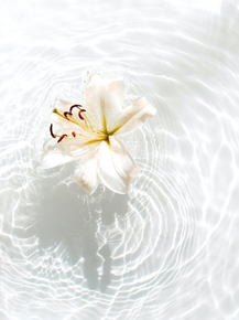 Lilies | Лилии