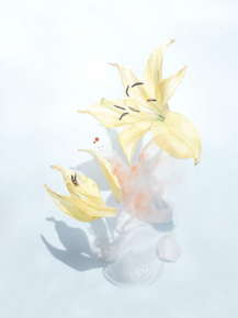 Lilies | Лилии