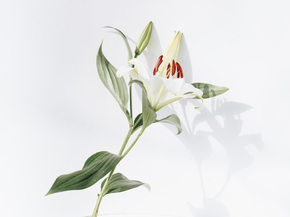 Lilies | Лилии