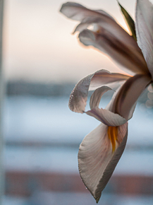 Lilies | Лилии