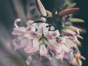 Lilies | Лилии